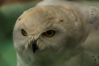 Close-up portrait of owl