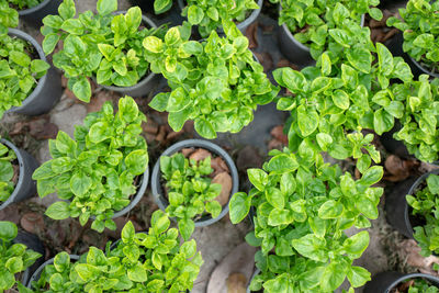 High angle view of vegetables in farm