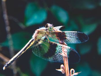 Close-up of insect on leaf