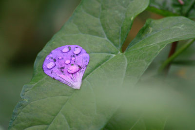 Close-up of wet flower petal on leaf