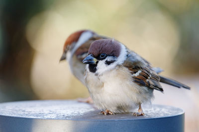 Close-up of bird perching outdoors