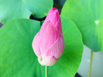 Close-up of pink lotus water lily with green leaves background 