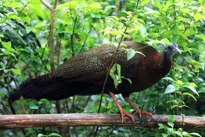 Close-up of bird perching on branch