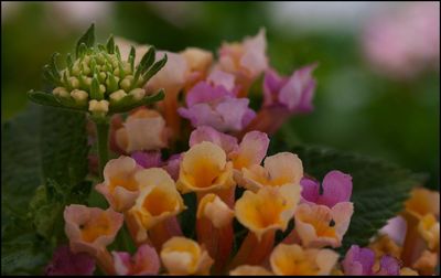 Close-up of flowers blooming outdoors