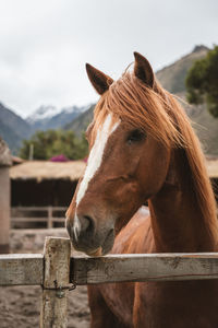 Close-up of horse in ranch against sky