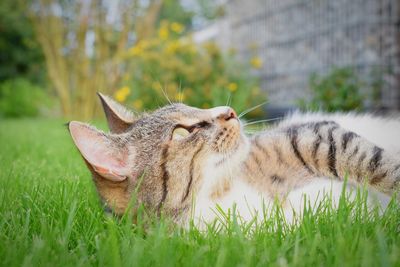 Close-up of cat lying on grass