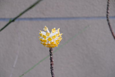 Close-up of yellow flower