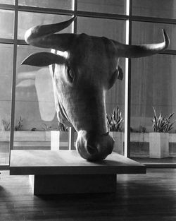 Close-up of horse