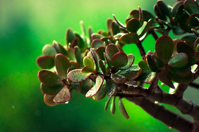 Close-up of green flowering plant