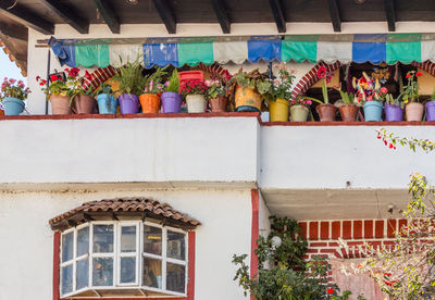 Low angle view of pot plants