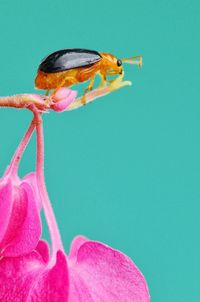 Close-up of bird perching on leaf