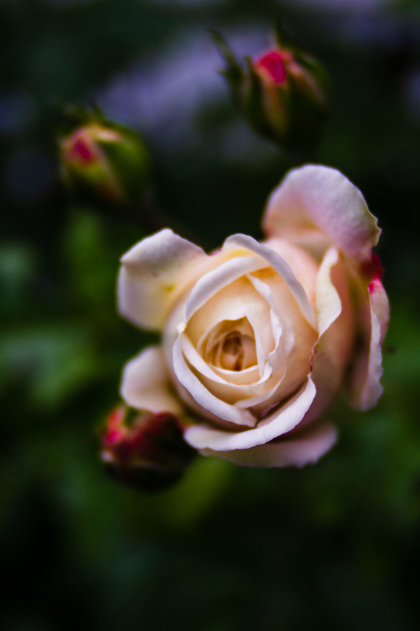 CLOSE-UP OF ROSE ROSES