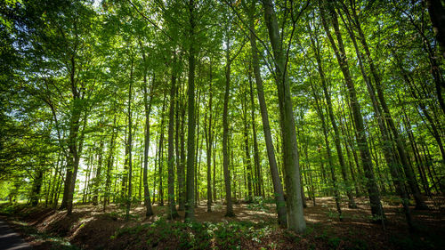 Low angle view of bamboo trees in forest