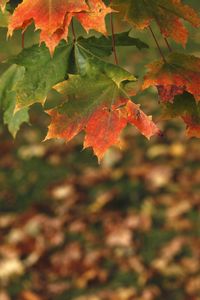 Close-up of maple leaves during autumn