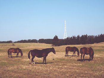 Horses grazing on field against clear sky