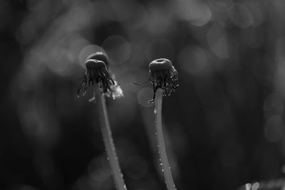 Close-up of raindrops on flower