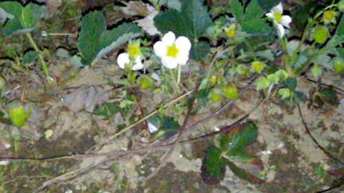 Close-up of white flowers