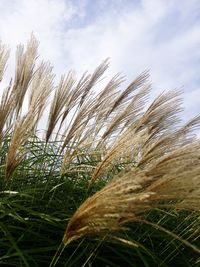 Close-up of stalks in field against sky