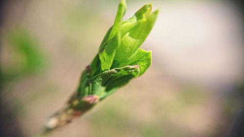 Close-up of green leaf on plant