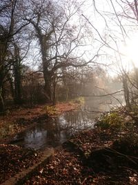 Scenic view of lake in forest