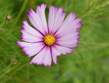 Close-up of flower blooming outdoors