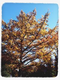 Low angle view of trees against blue sky