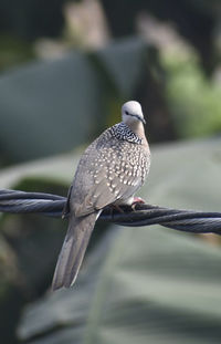 Close-up of bird perching on branch