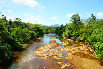 Scenic view of river amidst trees against sky