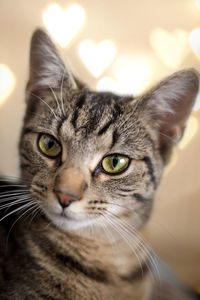 Close-up portrait of a cat