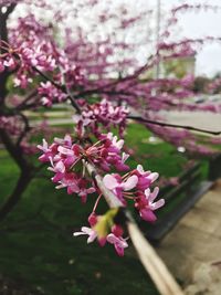 Close-up of pink cherry blossom tree