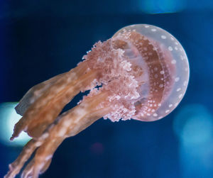 Close-up of jellyfish swimming in sea