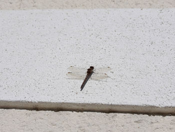 High angle view of insect on wall