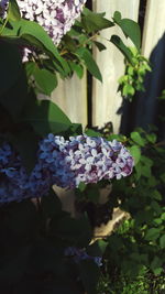 Close-up of purple hydrangeas blooming outdoors