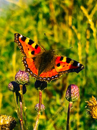 Close-up of butterfly pollinating on flower