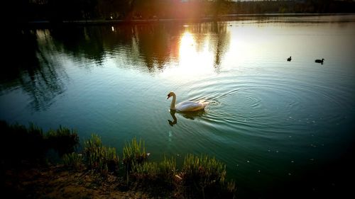 Swan swimming in lake
