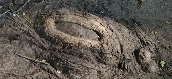 Full frame shot of tree trunk