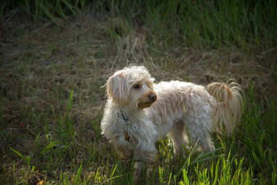 Dog on grassy field