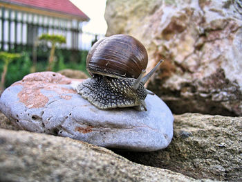 Close-up of snail on rock