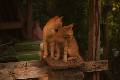Cat sitting on wood