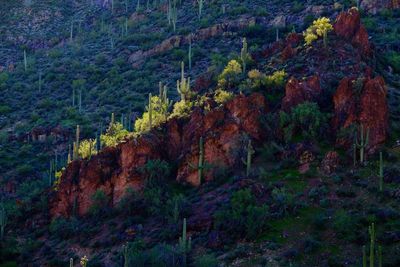 View of trees in forest