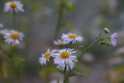 Close-up of white daisy flowers