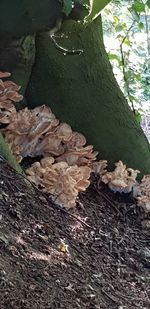 Close-up of mushrooms growing on tree trunk