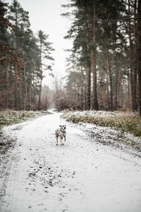 Rear view of man walking in forest