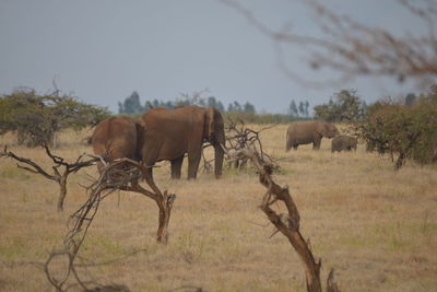 Horses on field against sky