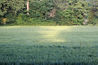 Scenic view of field