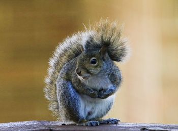 Close-up of squirrel