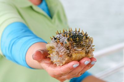 Midsection of woman holding pufferfish