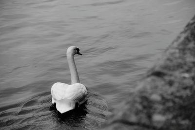 Swan swimming on lake