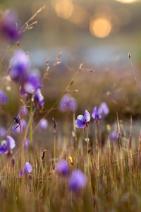 Close-up of purple flowering plants on field