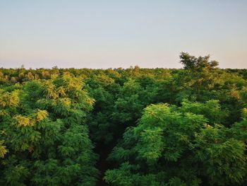 Scenic view of forest against clear sky